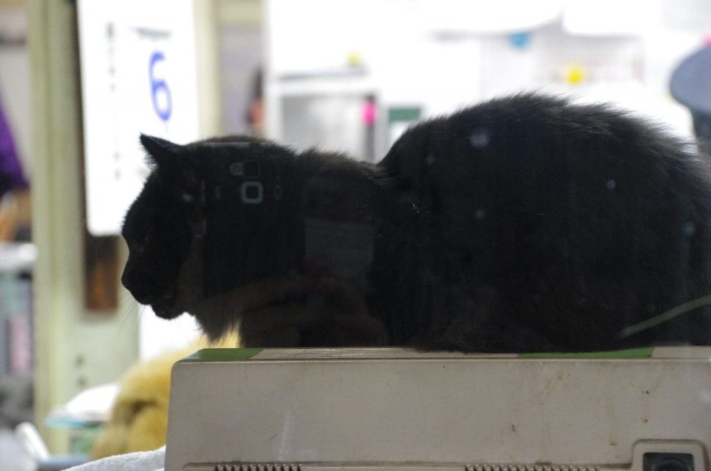 何かの機械の上で休む駅猫おさむ