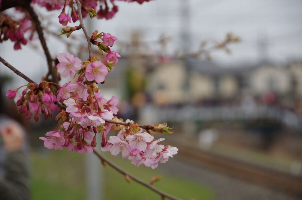 線路沿いの小公園で桜見物 - 桜とチンコ神輿 (桜フォーカス)