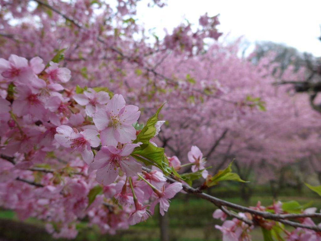 相模川自然の村公園の河津桜