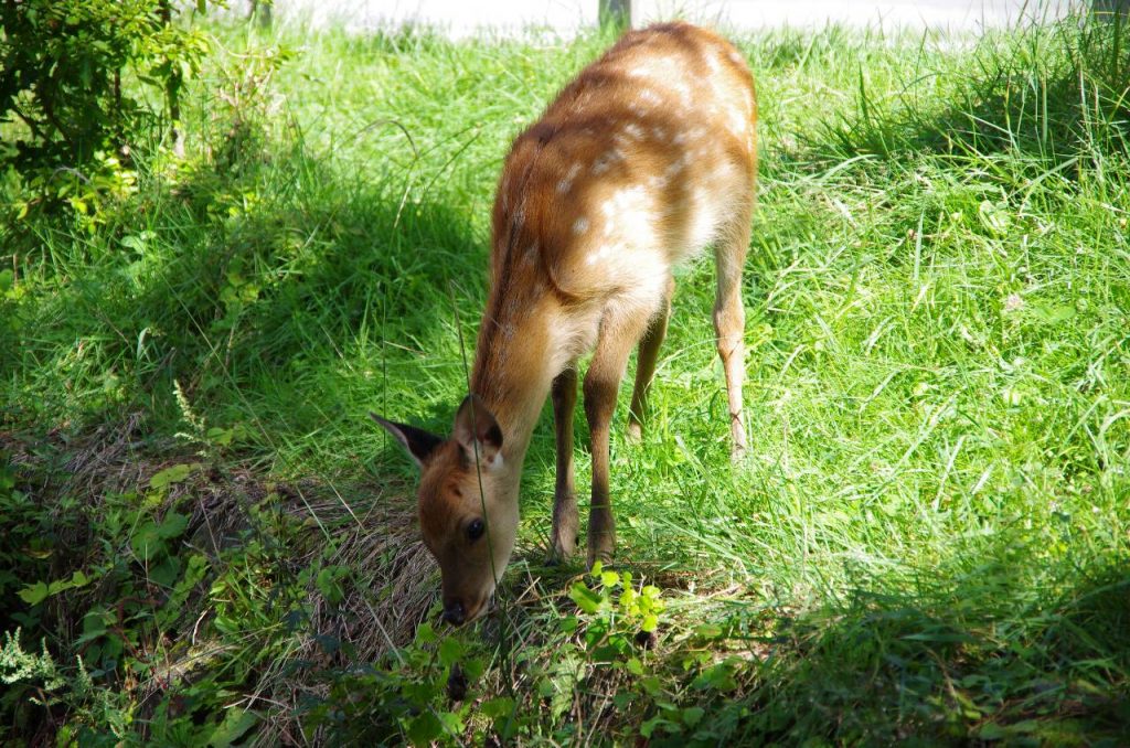 中禅寺湖湖畔で見かけたかわいい野良鹿